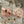 Untersetzer · Wildblumen | Cosmea