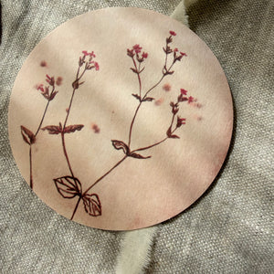 Untersetzer · Wildblumen | Cosmea