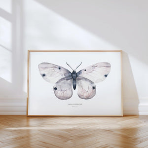 Kunstdruck - Apollo Fig 2