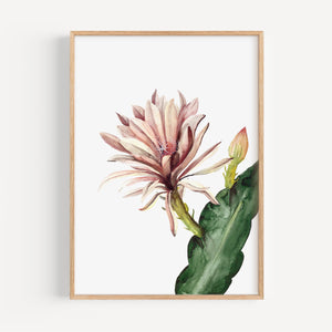 Art Print - Red Cactus Flower