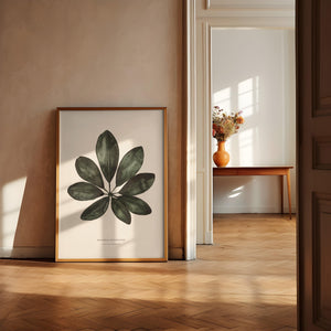 Art Print - Schefflera Arboricola