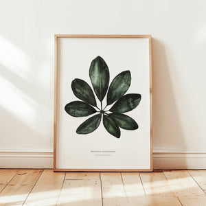 Art Print - Schefflera Arboricola