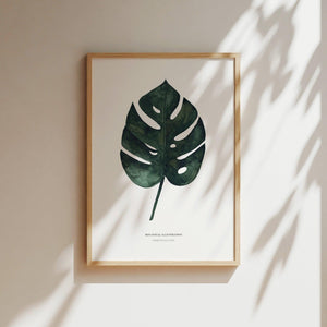 Kunstdruck - Monstera Deliciosa