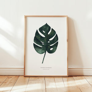 Kunstdruck - Monstera Deliciosa