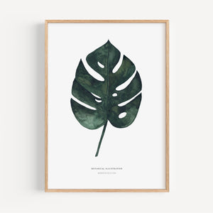Kunstdruck - Monstera Deliciosa
