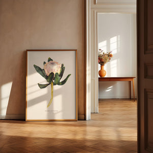 Art Print - King Protea