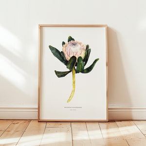 Art Print - King Protea