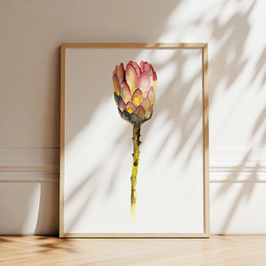 Art Print - Red King Protea