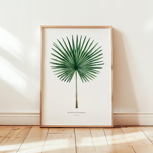 Kunstdruck - Fan Palm