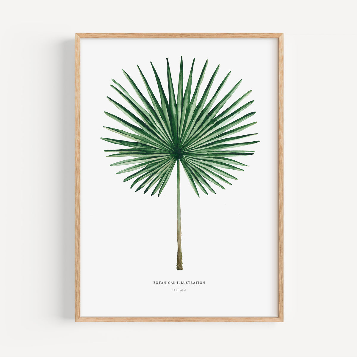 Art Print - Fan Palm