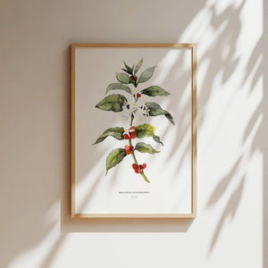 Kunstdruck - Coffea
