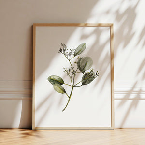 Art Print - Eucalyptus with Blossom