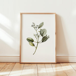 Art Print - Eucalyptus with Blossom