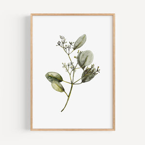Art Print - Eucalyptus with Blossom