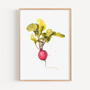 Kunstdruck - Radish