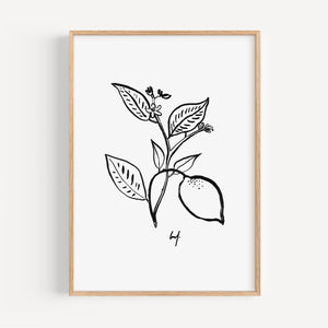 Art Print - Art Line | B/W Citrus Flower
