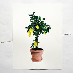 Original-Illustration | Lemontree