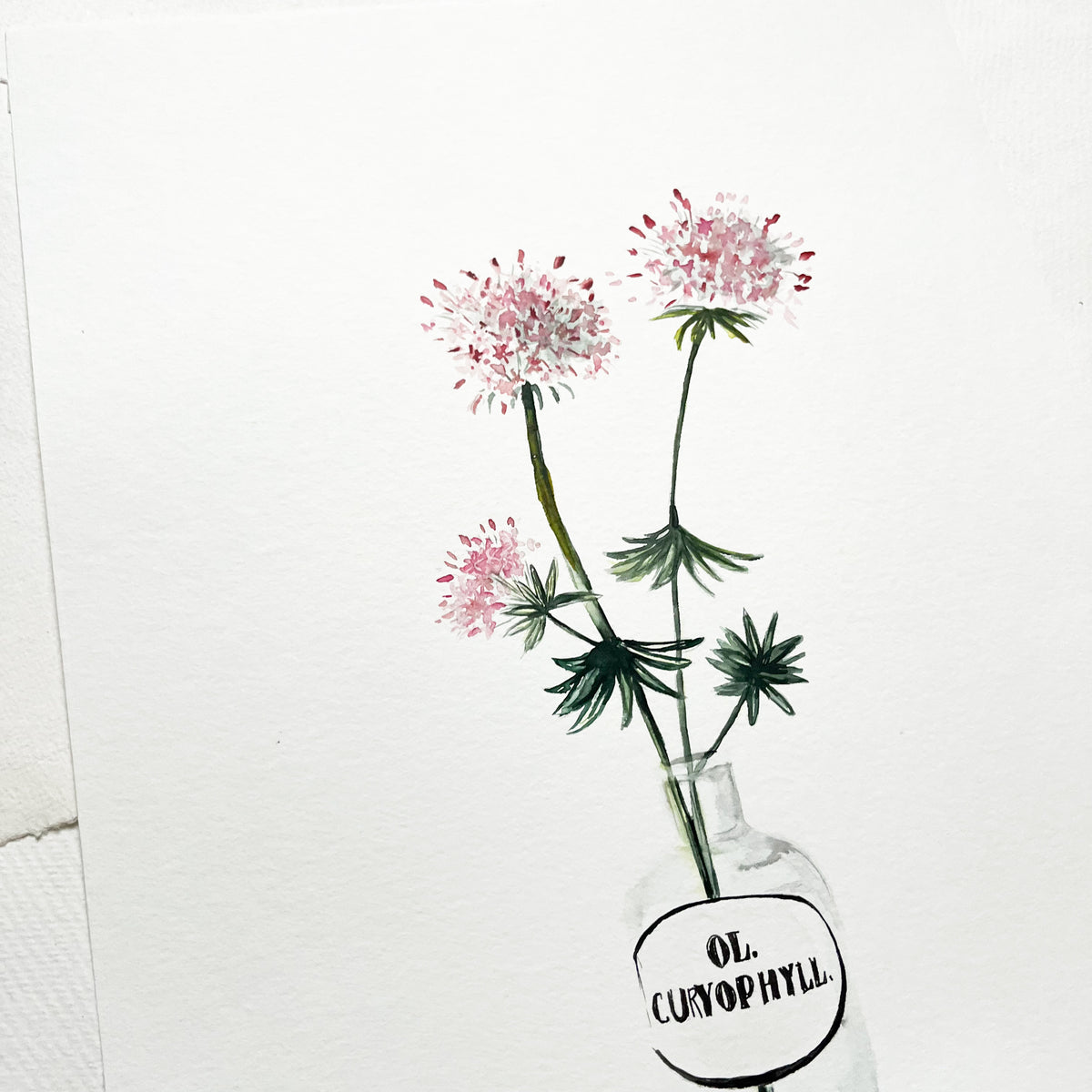 Original-Illustration | Monarda didyma