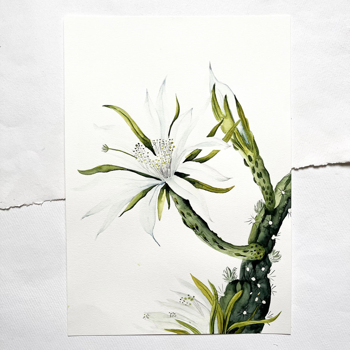 Original-Illustration | White Cactus Flower