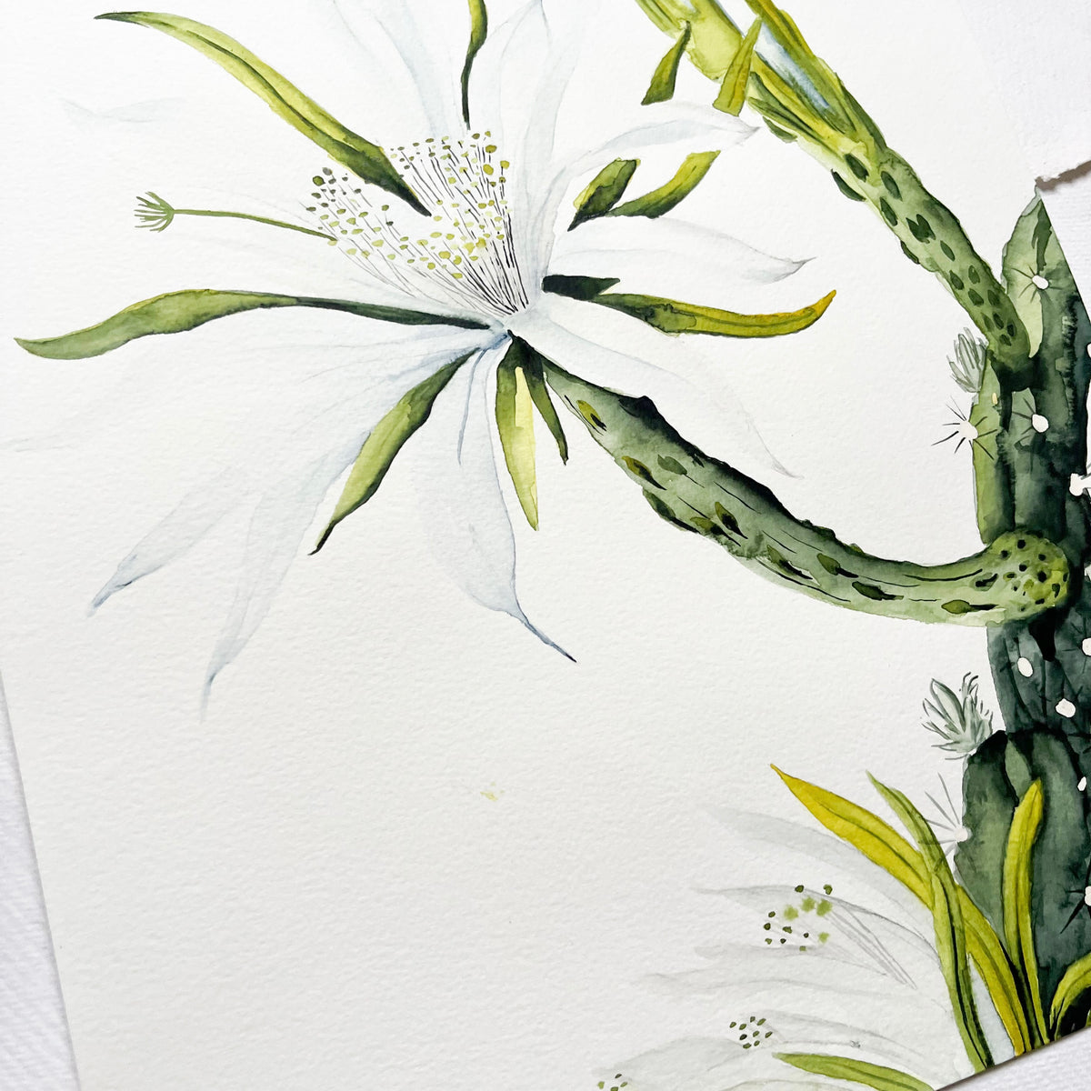 Original-Illustration | White Cactus Flower