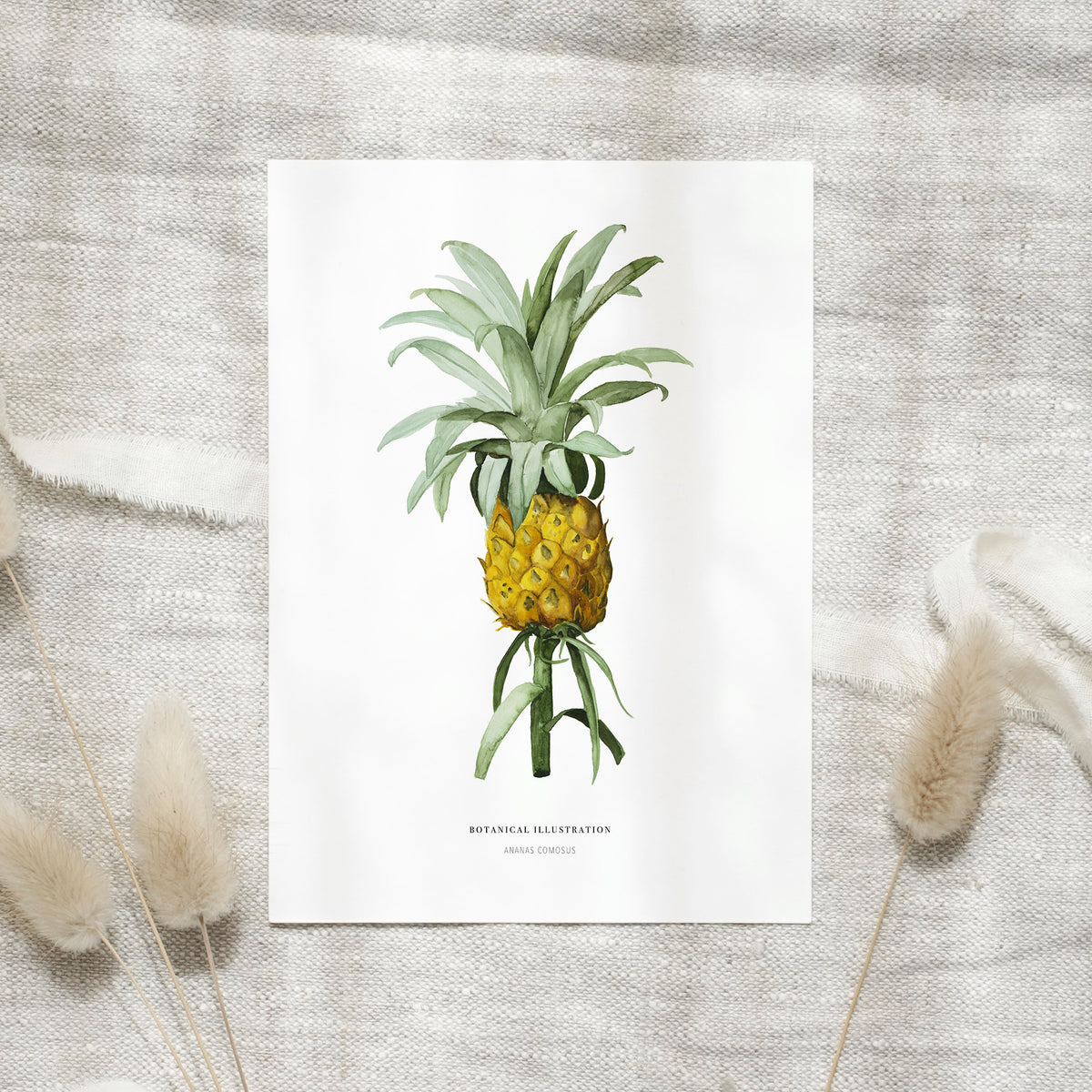 Postcard - Pineapple Comosus