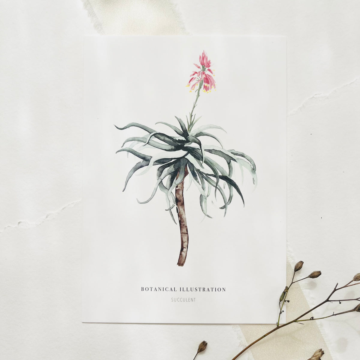 Postkarte - Succulent