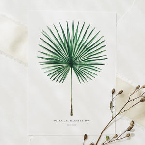 Postkarte - Fan Palm