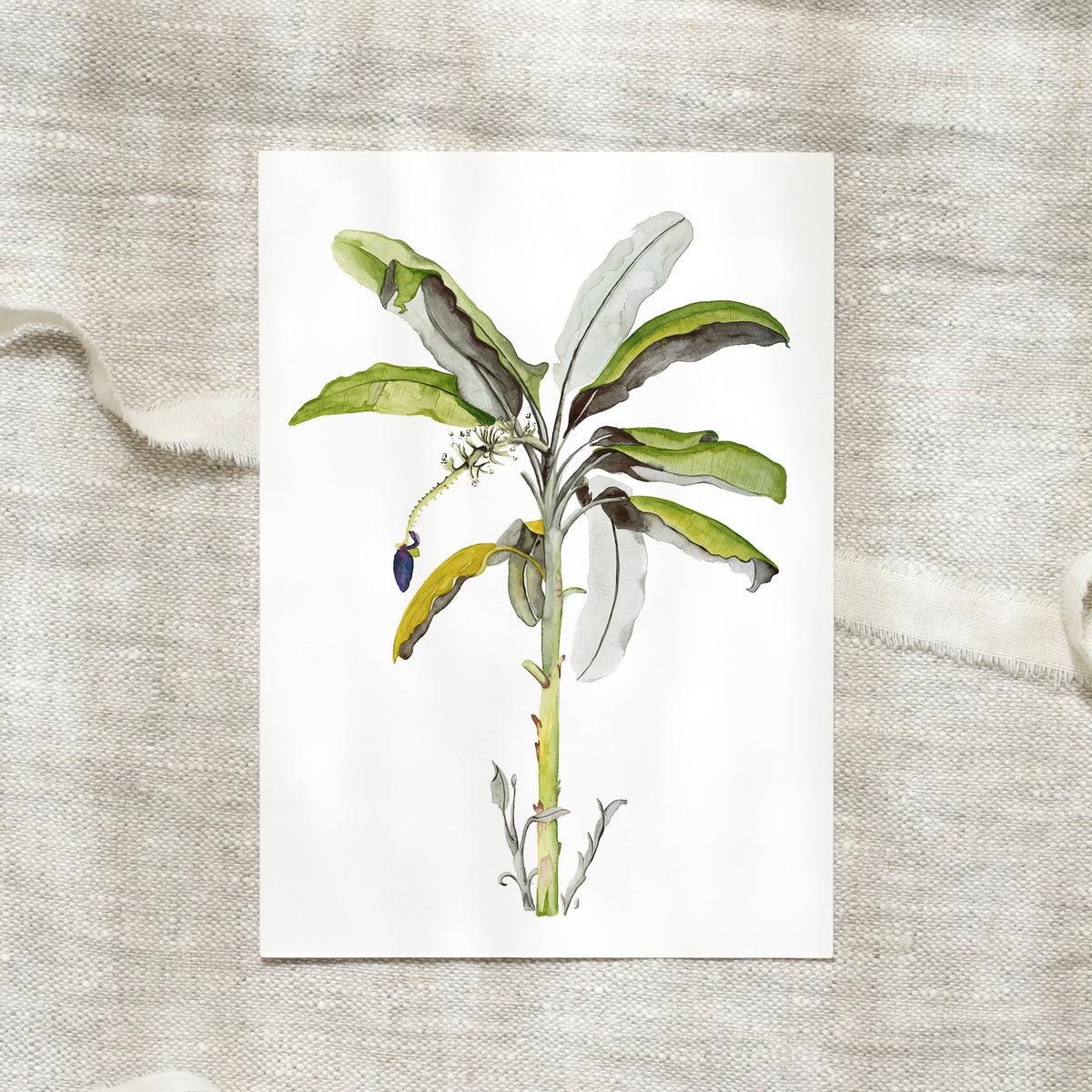 Postcard - Banana Tree