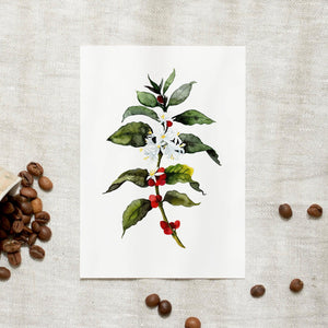 Postkarte - Coffea