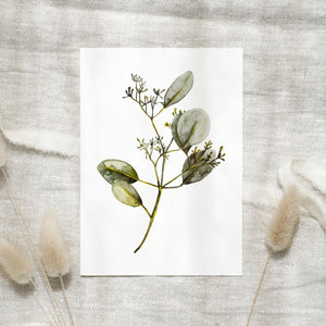 Postkarte -  Eucalyptus with blossoms