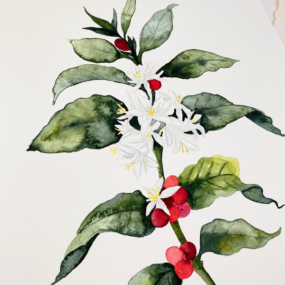 Original-Illustration | Coffea Kunstdruck Leo la Douce 