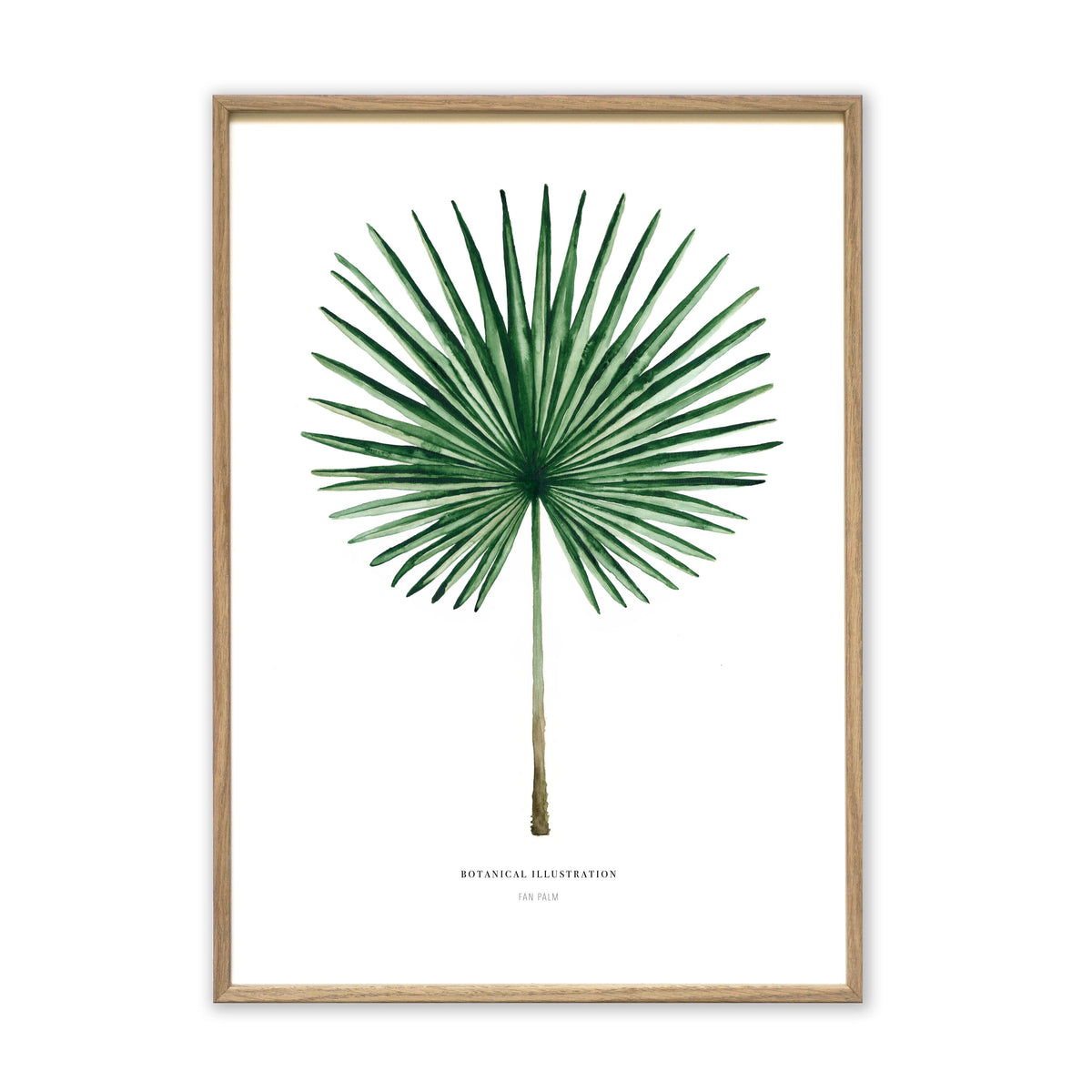 Kunstdruck - Fan Palm Kunstdruck Leo la Douce 